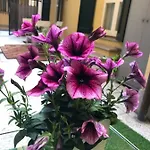 Le Palme Daire