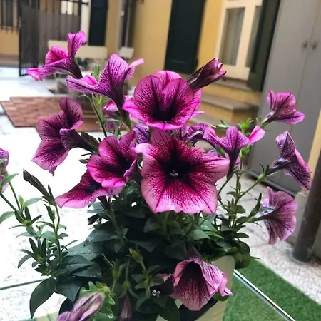 Le Palme Apartman